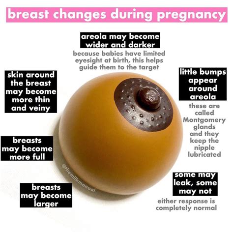 Areola of the nipples in pregnancy: photographic images